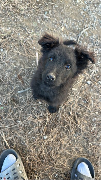 Отдам в добрые руки