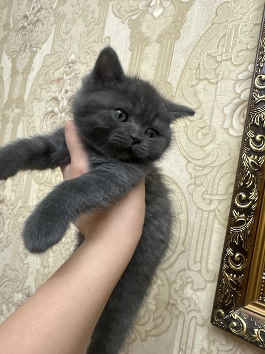 Умные ласковие котята