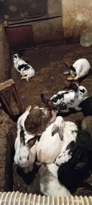 Женски зайци готови за майки