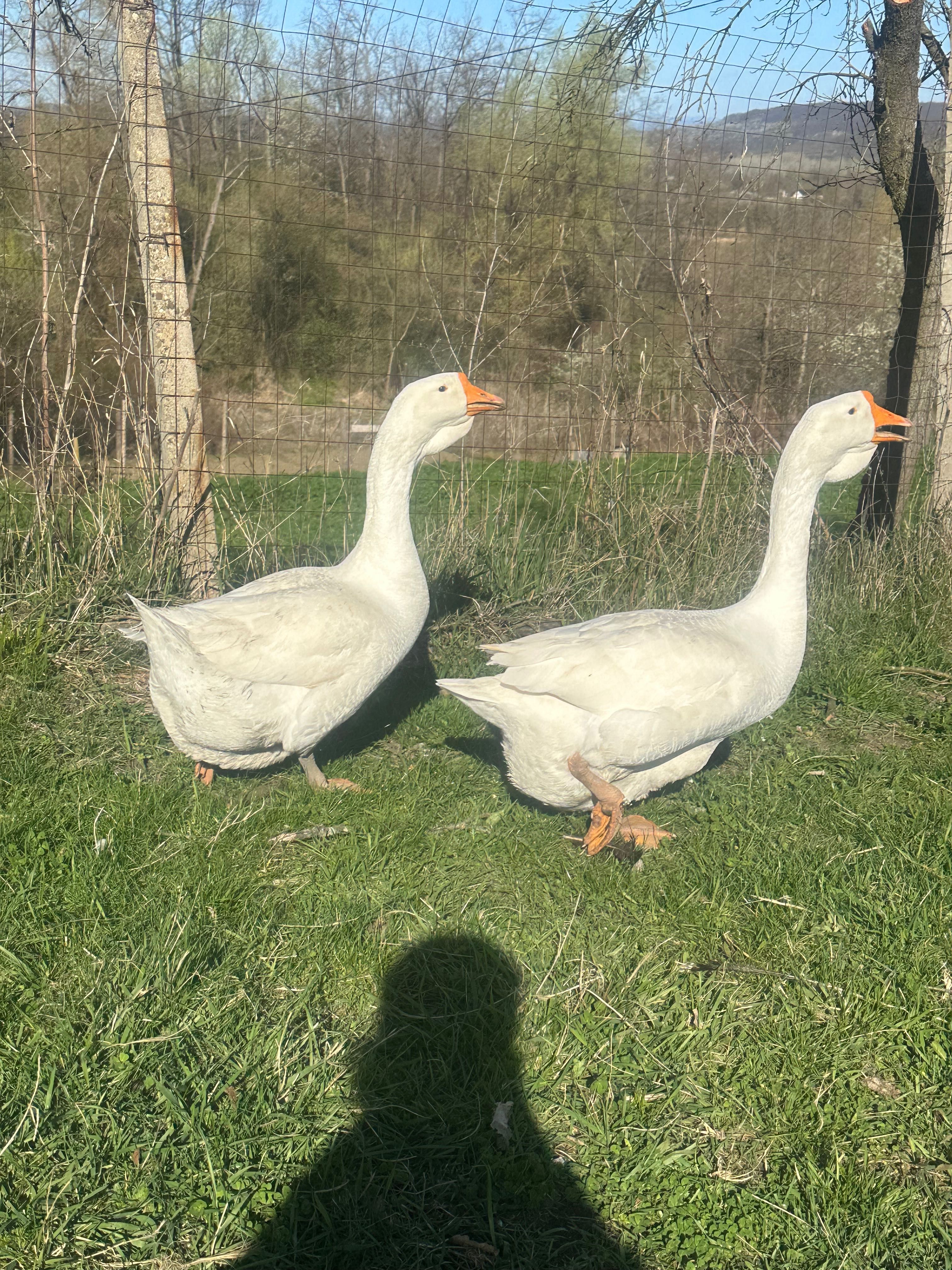 Vând sau schimb două Gaste holmogor