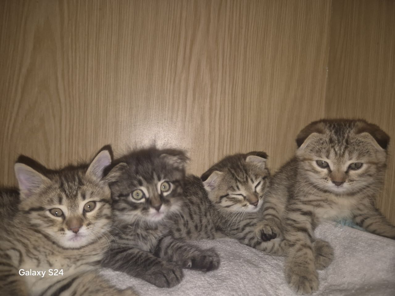 Продаются котята