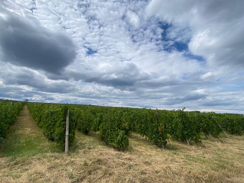 Strugurii de vin