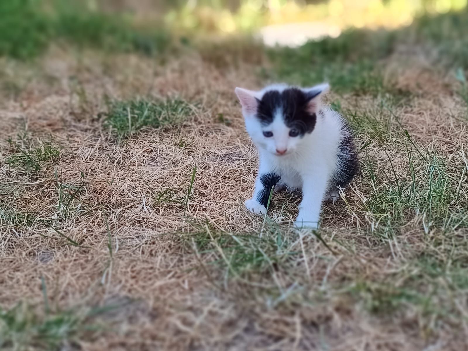 Donez pui pisică zona Satu Mare - Odoreu - Seini