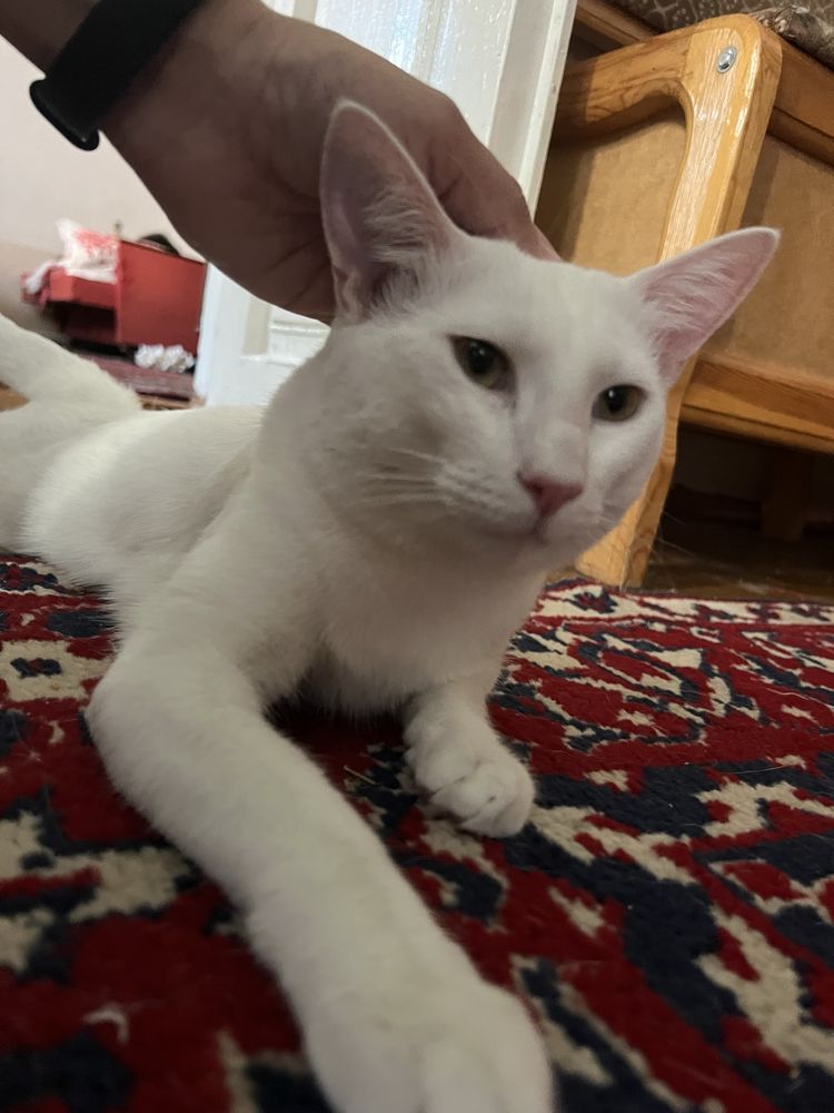 Mushuk 1 yosh ogil бола (кот 1 годик)