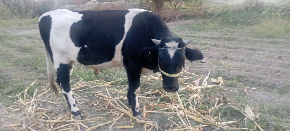 Qoramol Buqa sotiladi Srochna
