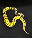 Кралски питон - морфа: Bumble Belly(Spider Pastel YB/Gravel) het Pied