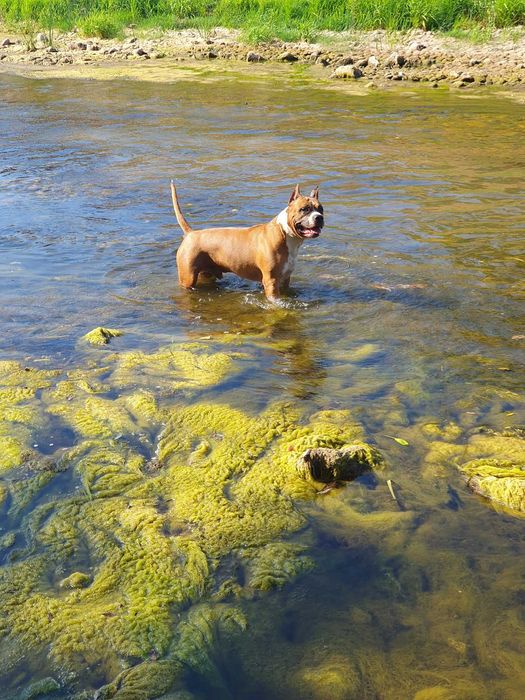 Американски стафордширски териер - елитни родители с родословие