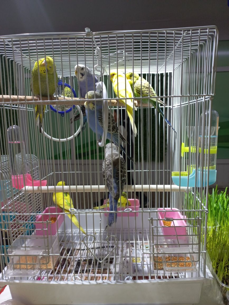 Волнистые попугаи домашнего разведение
