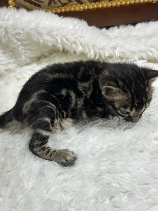 Клубные бенгальские котята