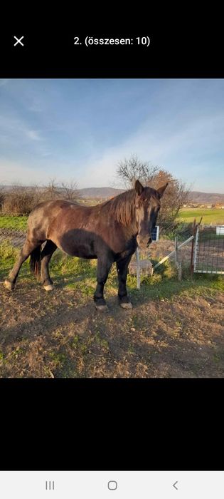 Vand 2 manze si un manz