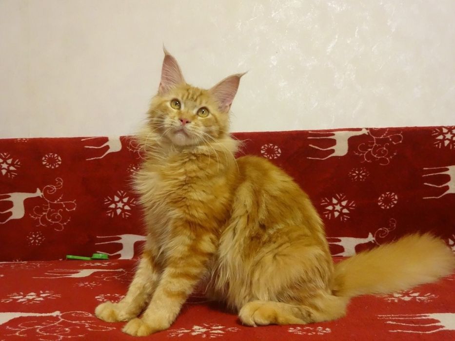 Рыжие Мейн Куны продажа