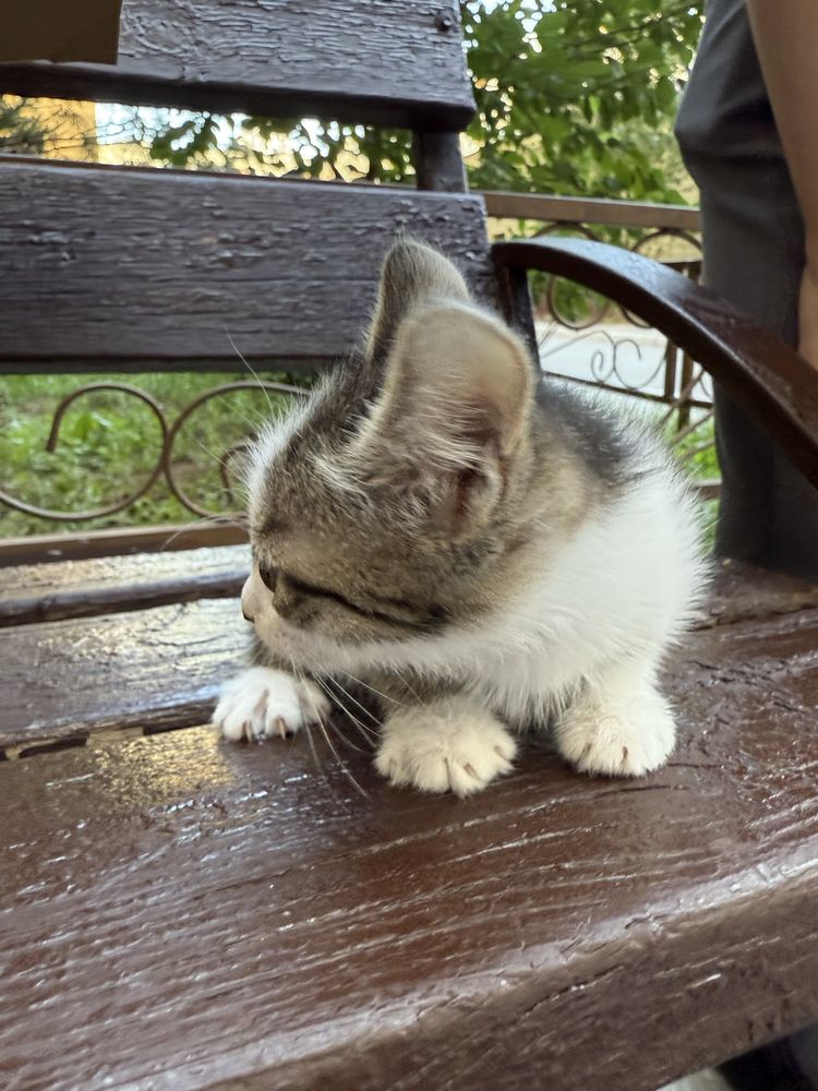 Отдам котёнка 2 месяца