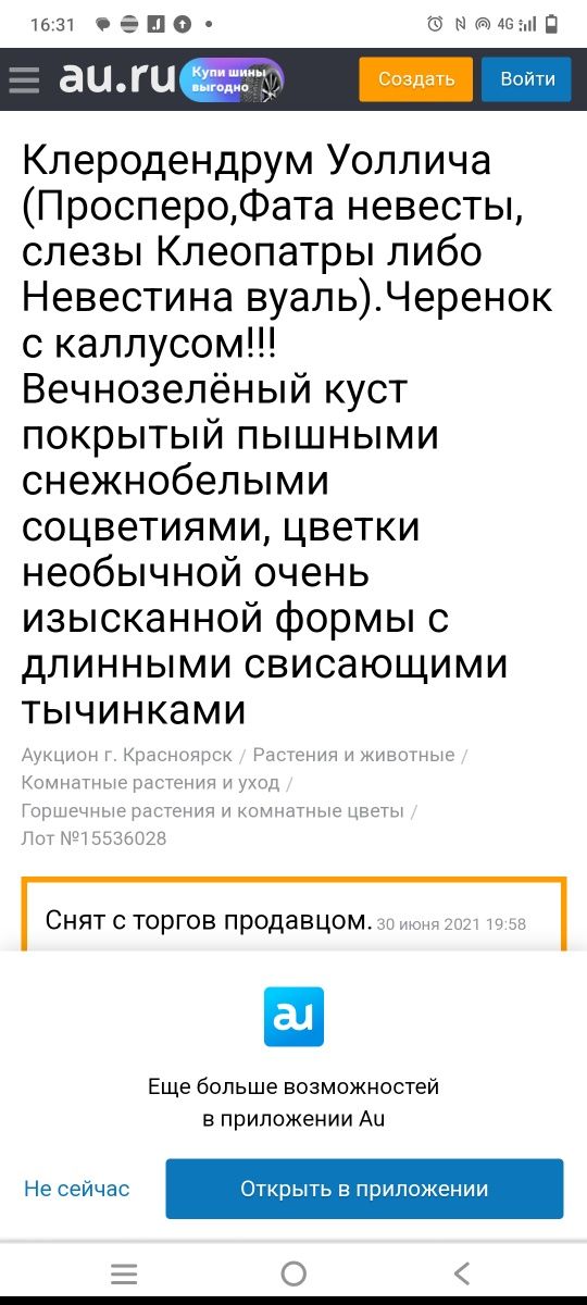 Фата Невесты-Клеродендрум. 1 ростокза 1000тг