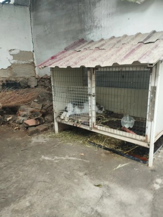 Quyonlar sotiladi 1ta erkak va bitta ona bola quyon