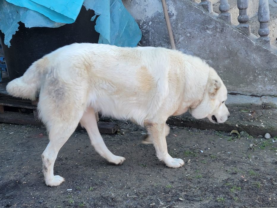 Mascul Ciobanesc de asia centrală