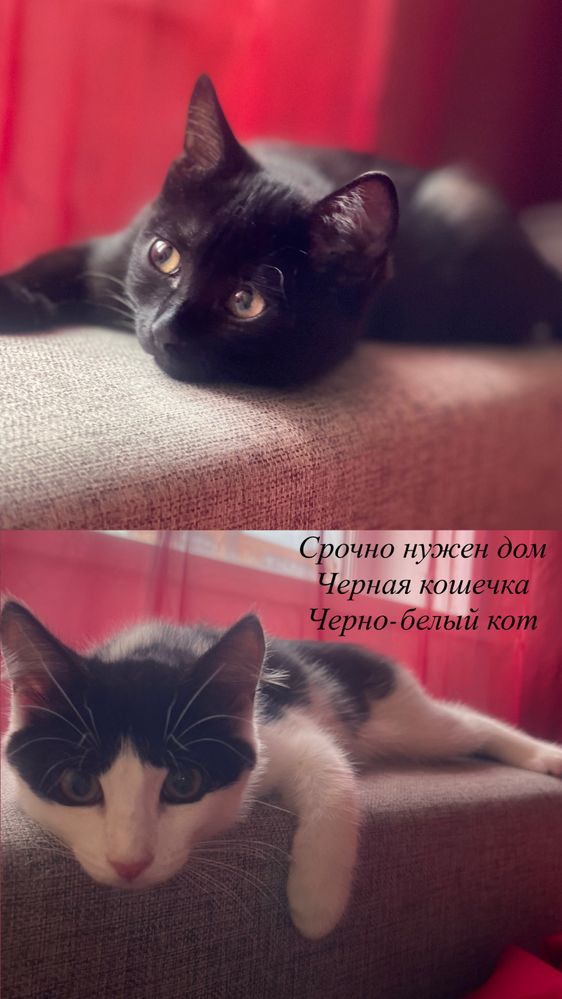 Котята ищут дом и заботливых хозяев