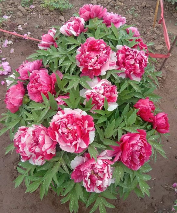 Bujor Arbustiv la Ghiveci