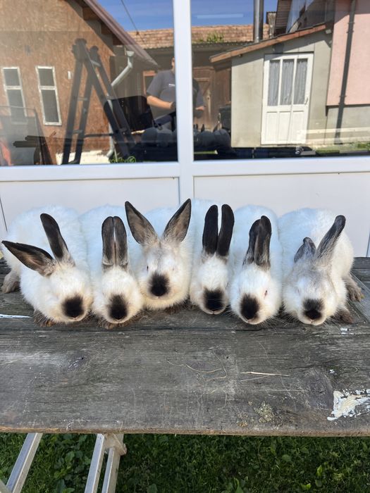 Vand pui californian