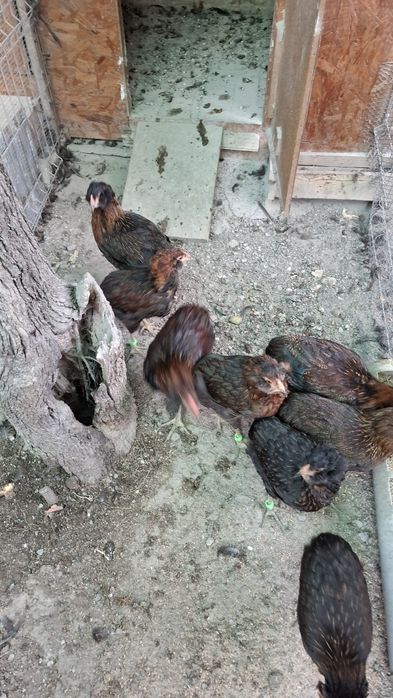 Araucana potarnichiu salbatic.