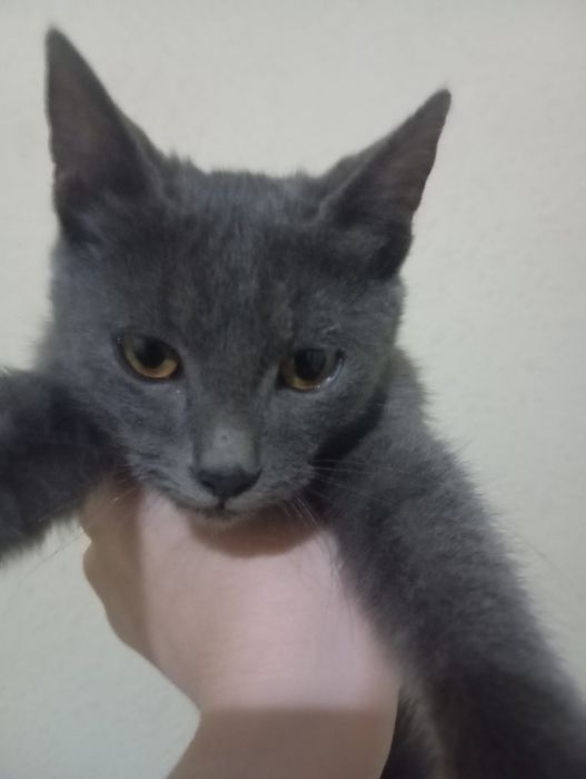 Домашняя кошка на хорошие руки