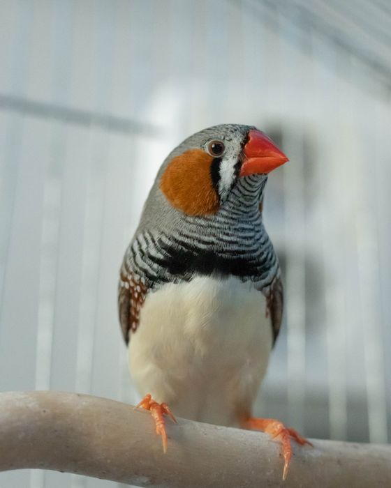 Зеброви амадинки / финки