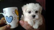 Bichon maltez mini toy