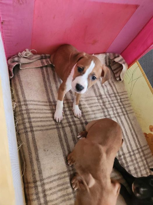 Американски питбул