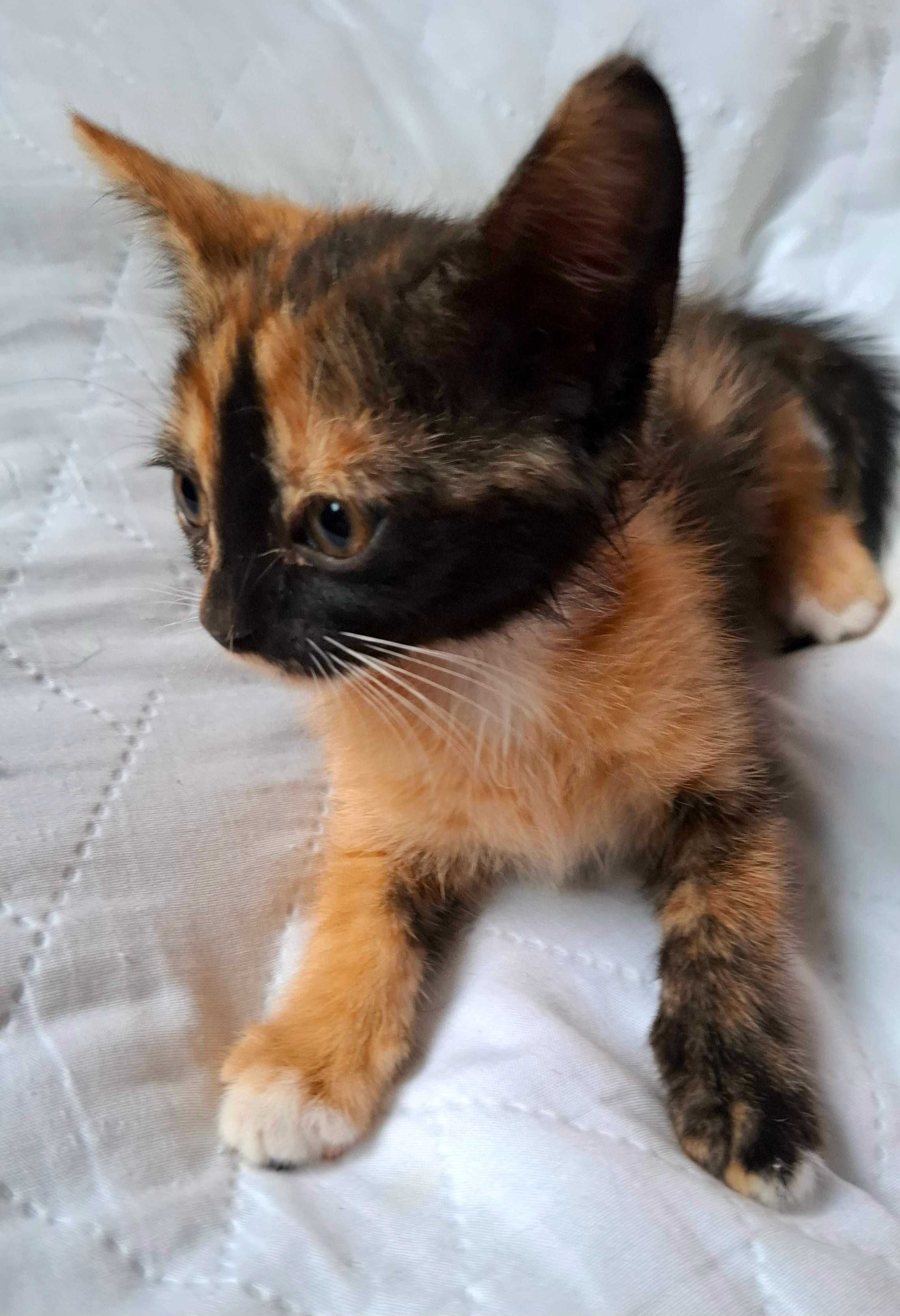 Adoptie pui de pisica calico Magdi