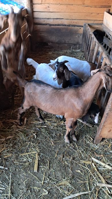 Vând iezi pentru sacrificat au 28 29 32 kg
