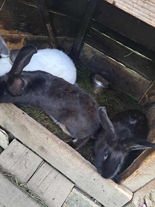 Vând iepuri California