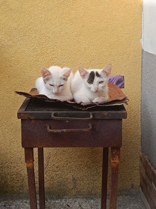 Donez pui de pisica