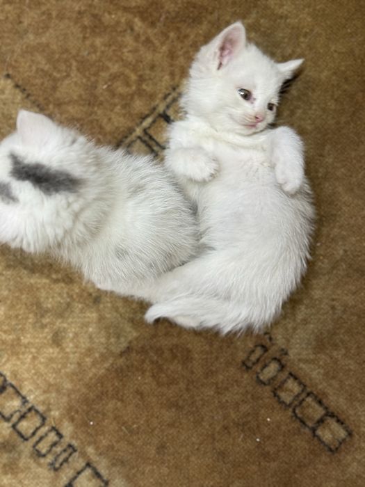 Маленькие пушистые камочки, ждут своих добрых озяев,