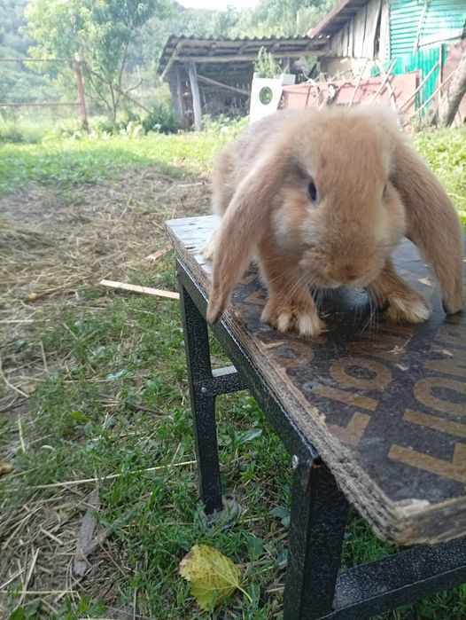 Vând iepuri doi masculi berbec german