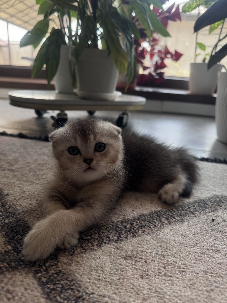 Шотланский вислоухи