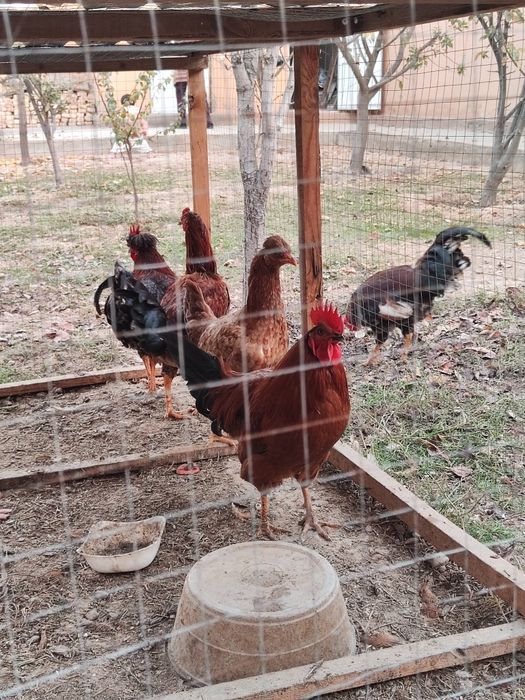 Хурозлар сотилади