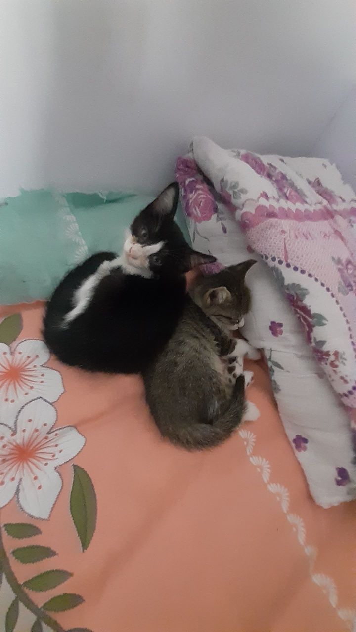 Котята в добрые руки.