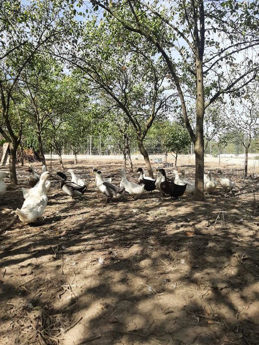 Rațe şi Ouă de Vânzare