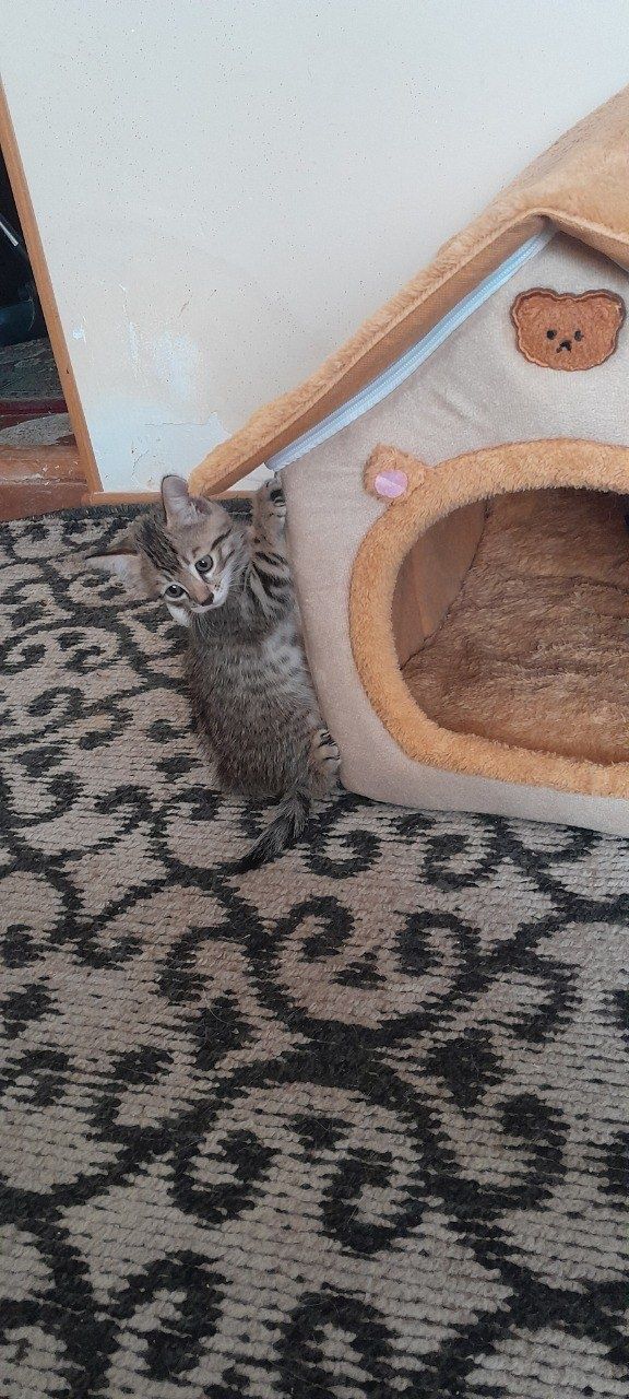 Отдам в хорошие руки котят
