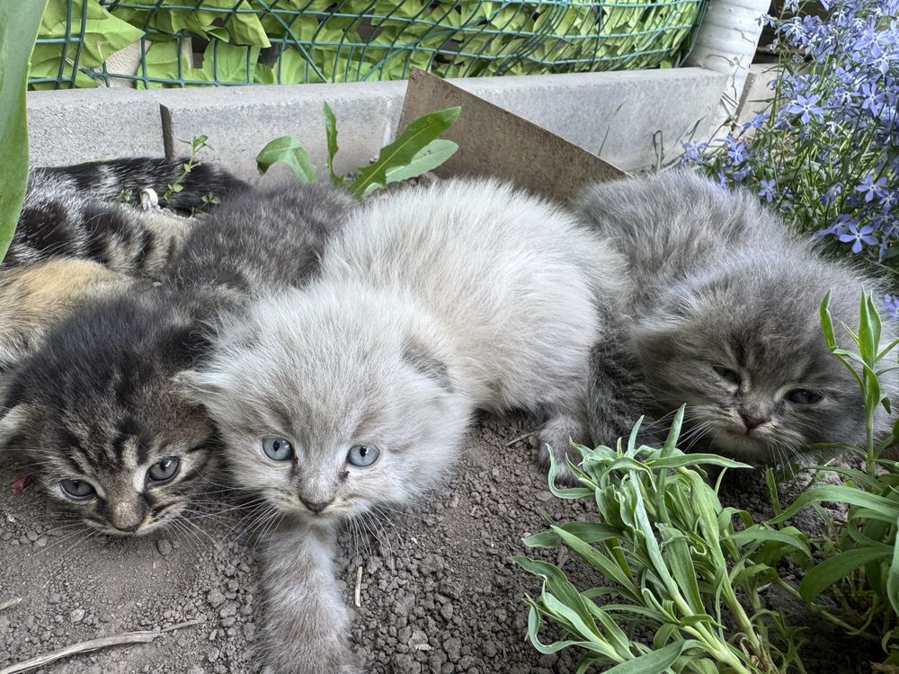 Котята вислоухие