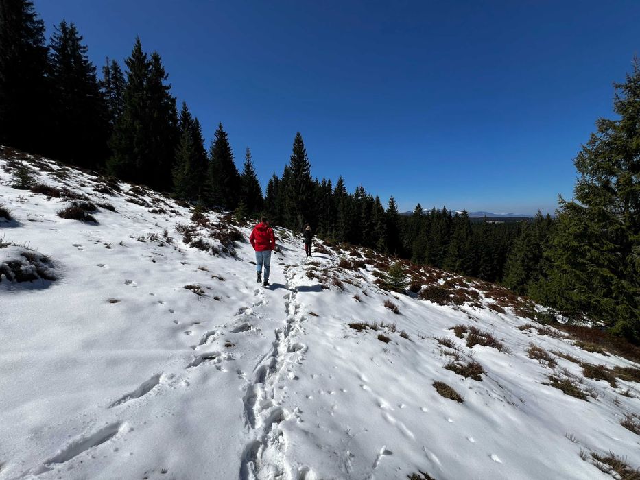 Teren Intravilan Marisel  - ideal pentru cabane sau glamping