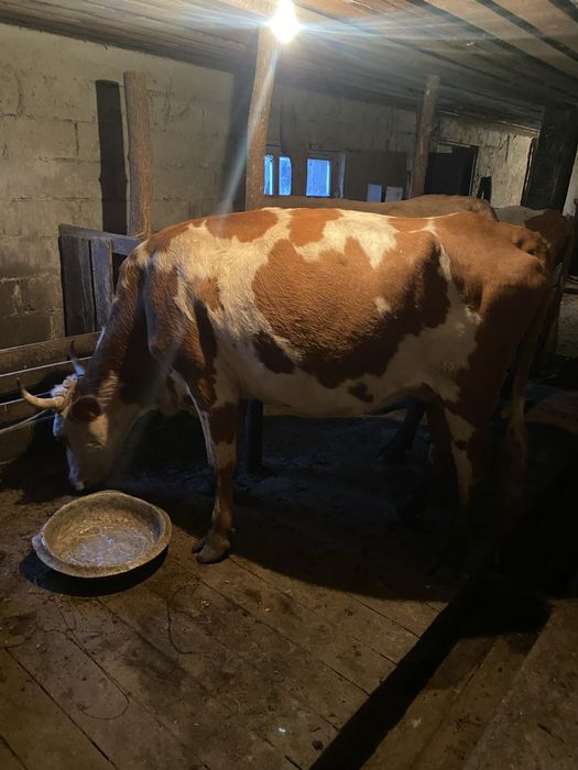 Продается корова