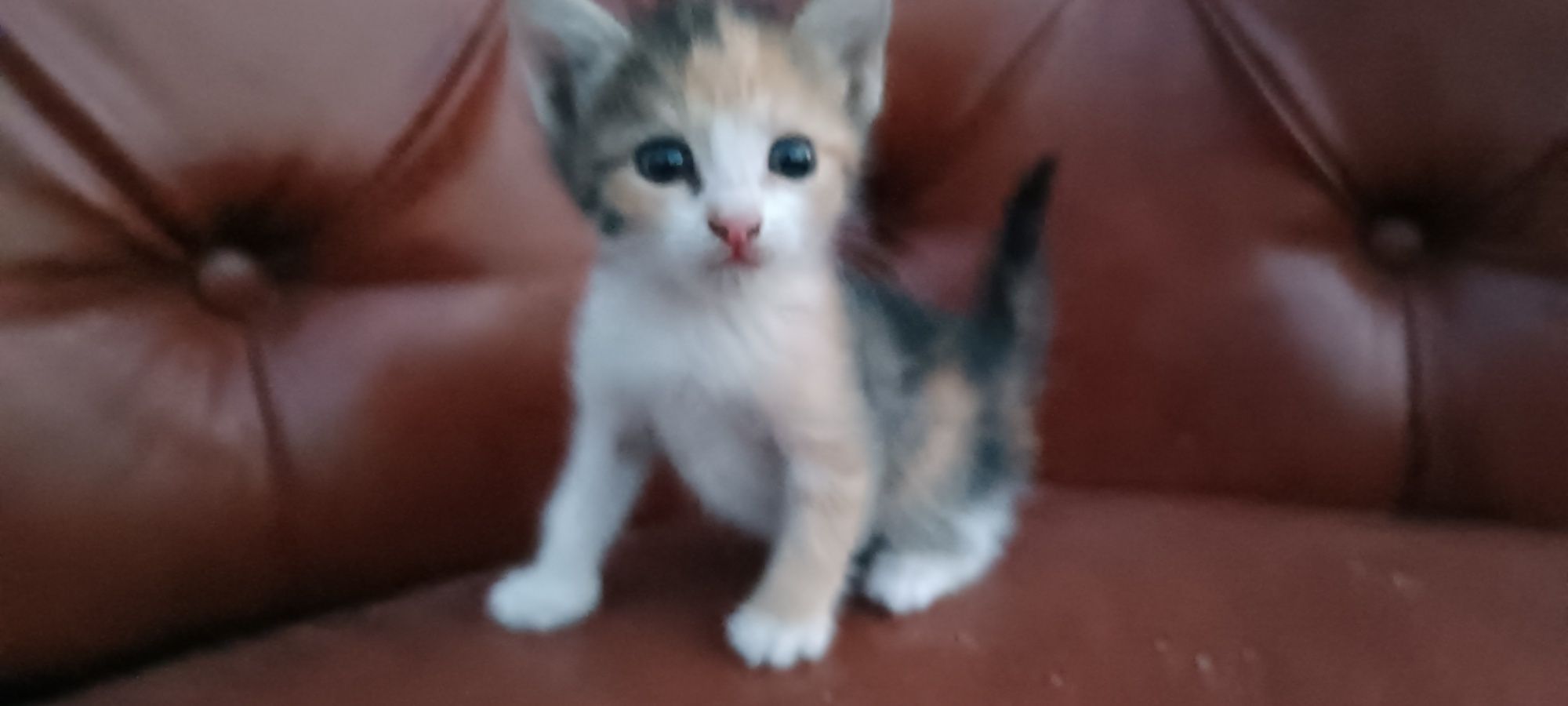 Котенок в добрые руки