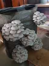Saculeti gata pregatiti  pentru Pleurotus