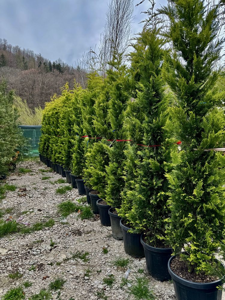 Leylandi 2,5 m pret 250 lei