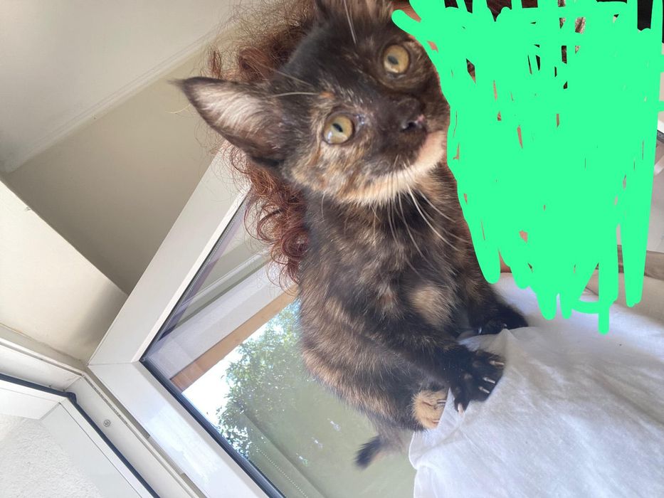 Pisicuța spre adoptie