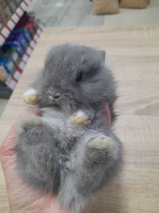 Декоративни мини зайчета на 1 месец