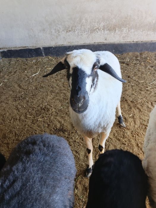 Bugoz quylar sotiladi