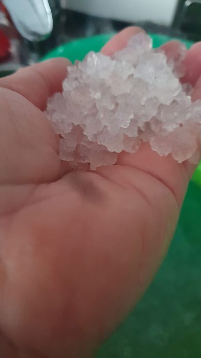 GRATIS!Ciuperci chefir de apa.chefir de lapte și kombucha