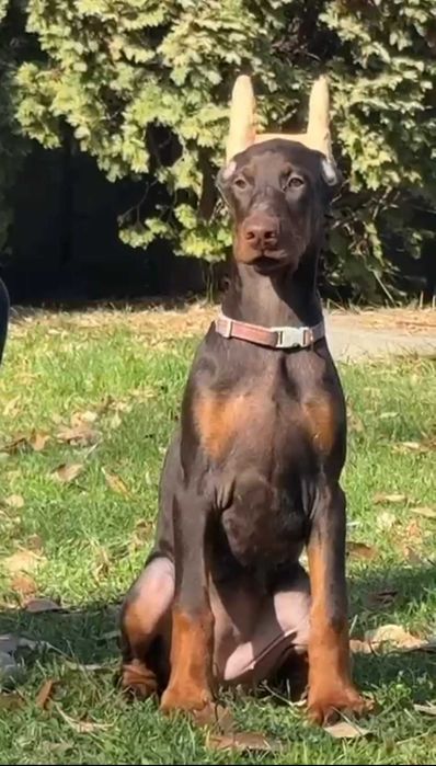 Очаровательный щенок добермана