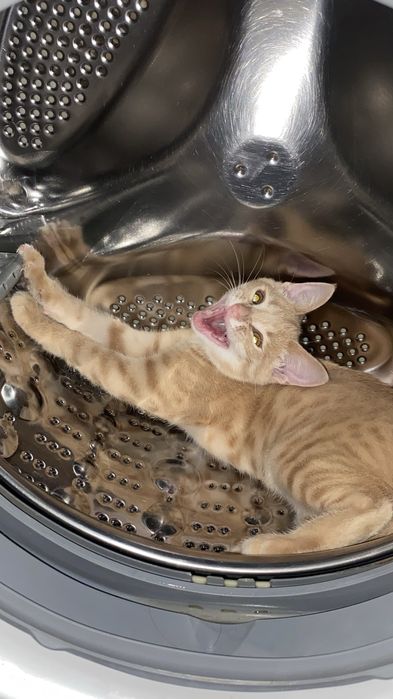 Отдам кота в хорошие руки